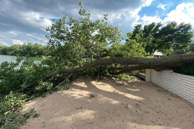 Fall Tree Removal