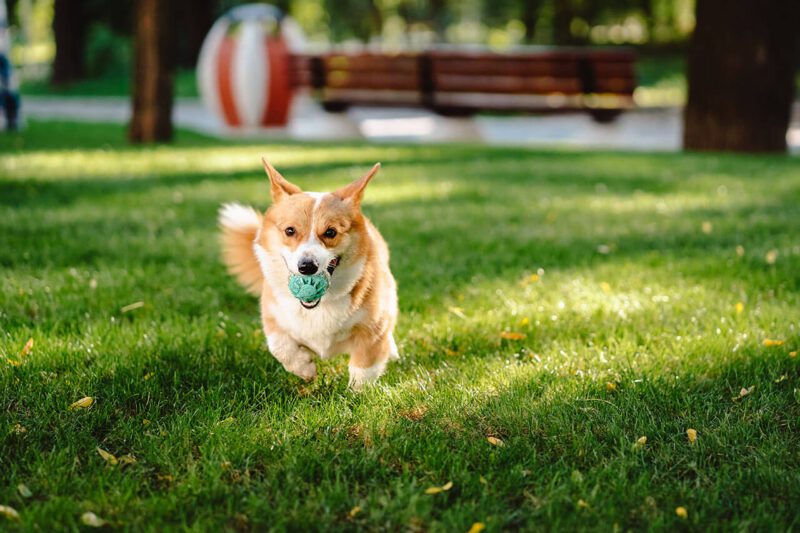 Dog Running In Yard