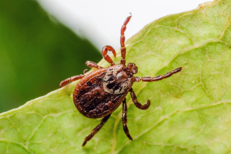 Lawn Pest Control Lawn Pest Control