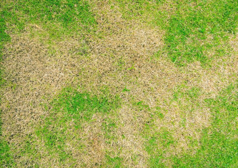 Lawn Disease Lawn Disease Wichita KS