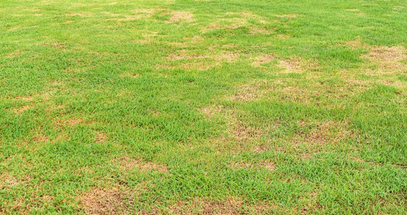 Lawn Fungus Wichita KS