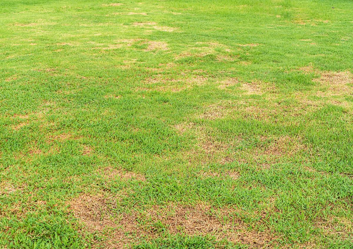 Lawn Disease Control Wichita KS Treat & Prevent Lawn Fungus