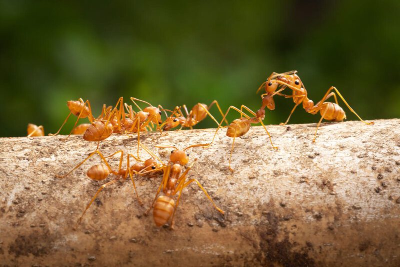 Fire Ants Fire Ants