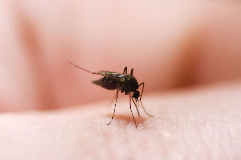 Mosquito Mosquito