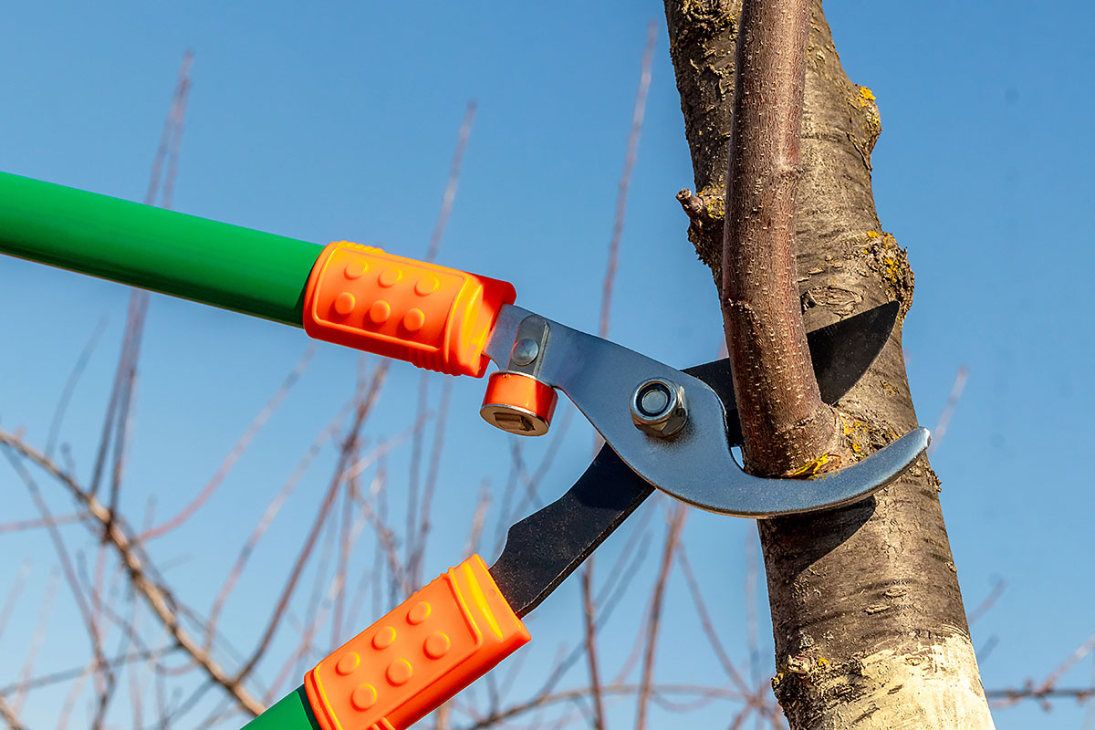 Pruning trees for fall lawn care in wichita ks