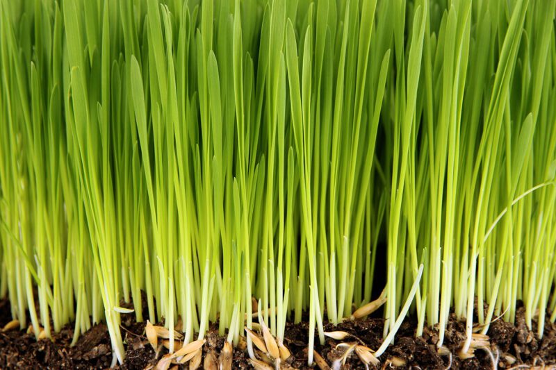 Healthy Grass Healthy Grass