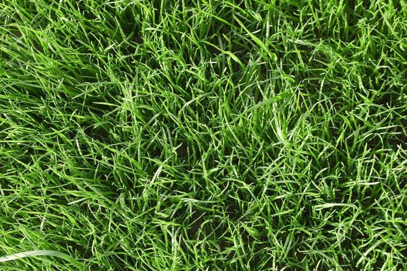 Thick Green Grass Thick Green Grass