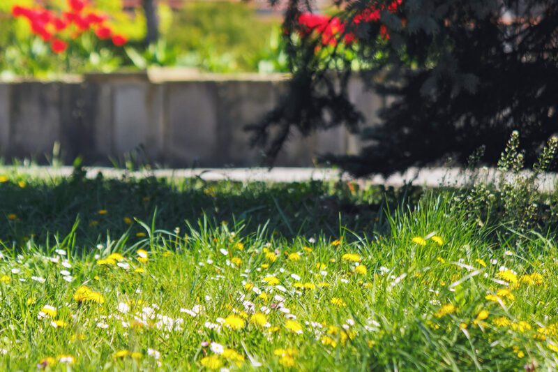 Yard With Weeds