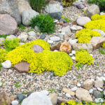 Stone Mulch