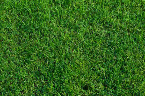 Bermuda Grass