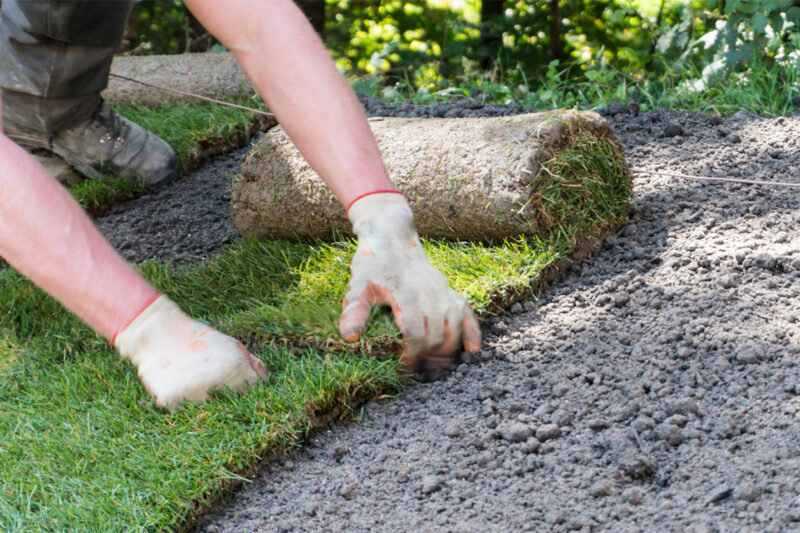 Landscaper Laying Sod