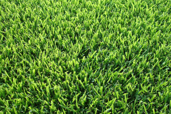 Zoysiagrass