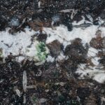 Snow Melt On Ground
