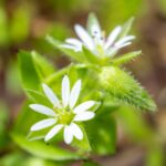 Chickweed Growing In Wichita Ks Lawn