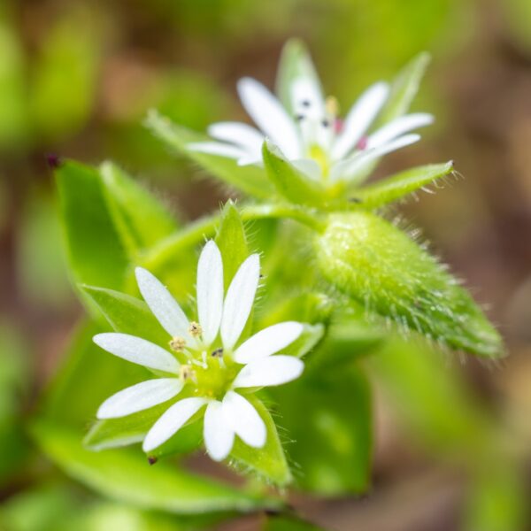Chickweed Growing In Wichita Ks Lawn