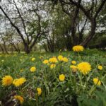 Dandelion Weeds In Wichita Lawn