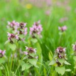 Henbit Weed In Wichita Ks Lawn