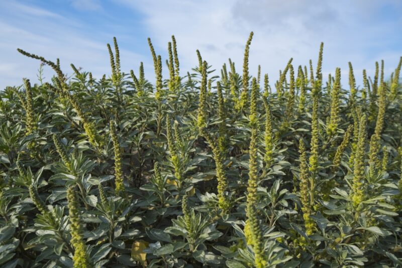 Ragweed In Wichita Ks