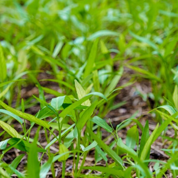 Crabgrass Weed Growing In Wichita Ks