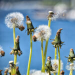 Dandelion Seed Bulb Growing Out Of The Soil