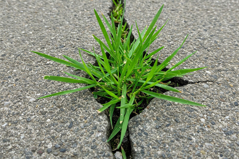 Crabgrass Growing Between Cracks In Pavement