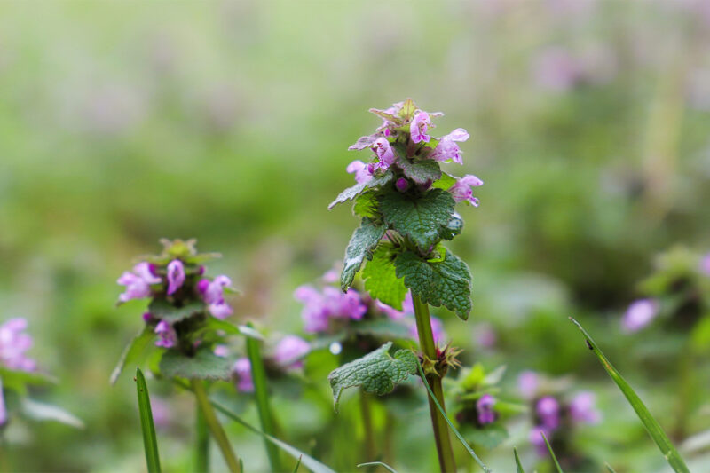 Henbit Weed On Wichita Lawn