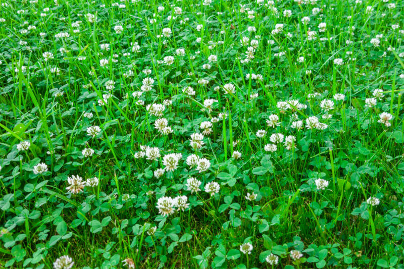 White Clover Weed Growing In A Dense Mat On Wichita Lawn