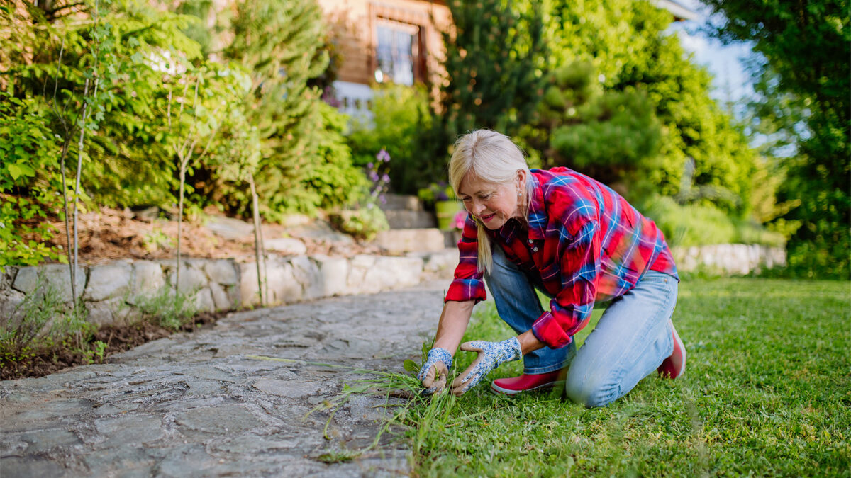 Woman Pulling Common Weeds From Wichita Lawn