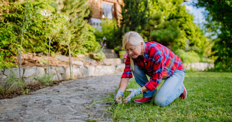 Woman Pulling Common Weeds From Wichita Lawn