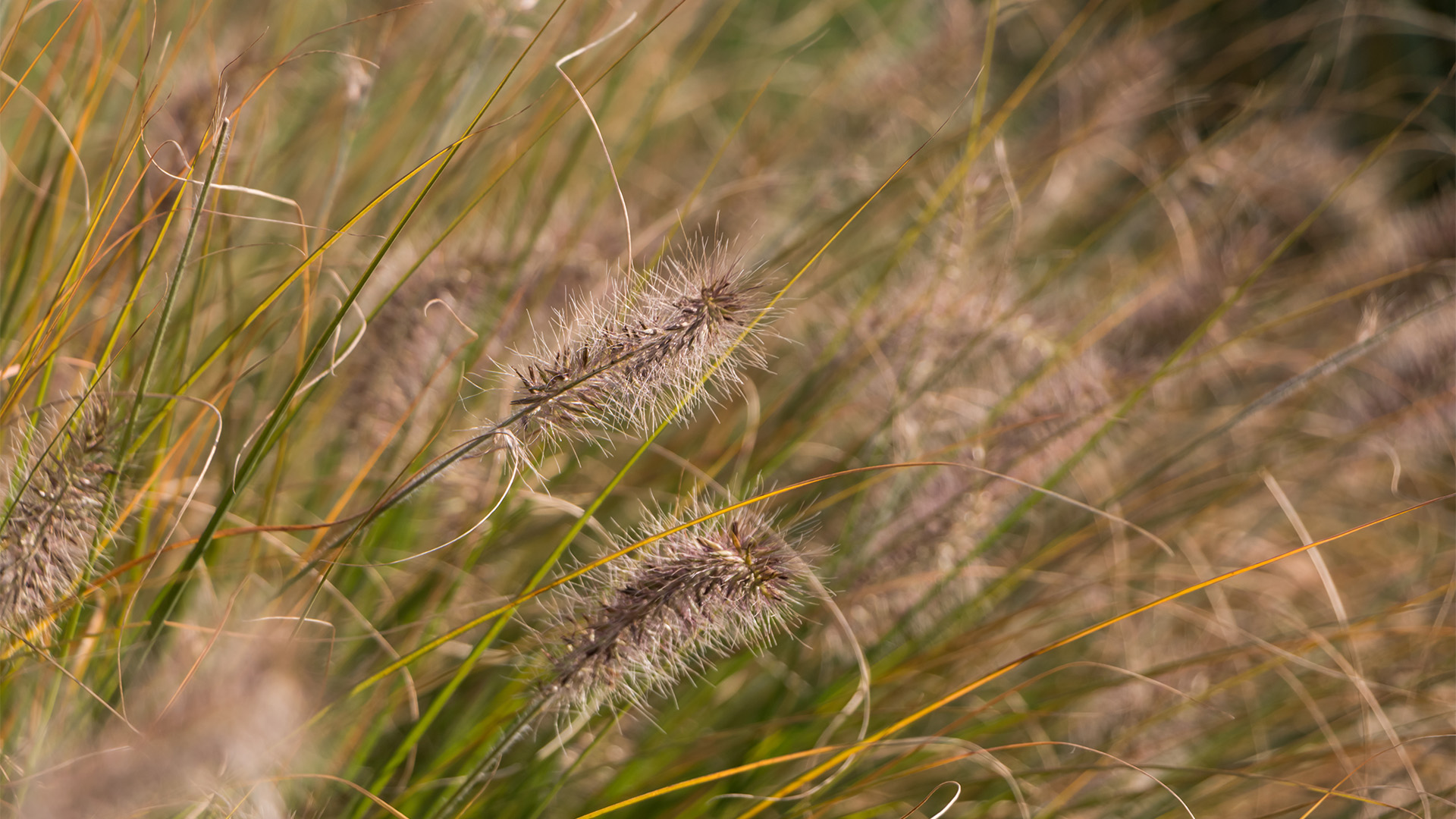 Foxtail Weeds Growing In An Open Field