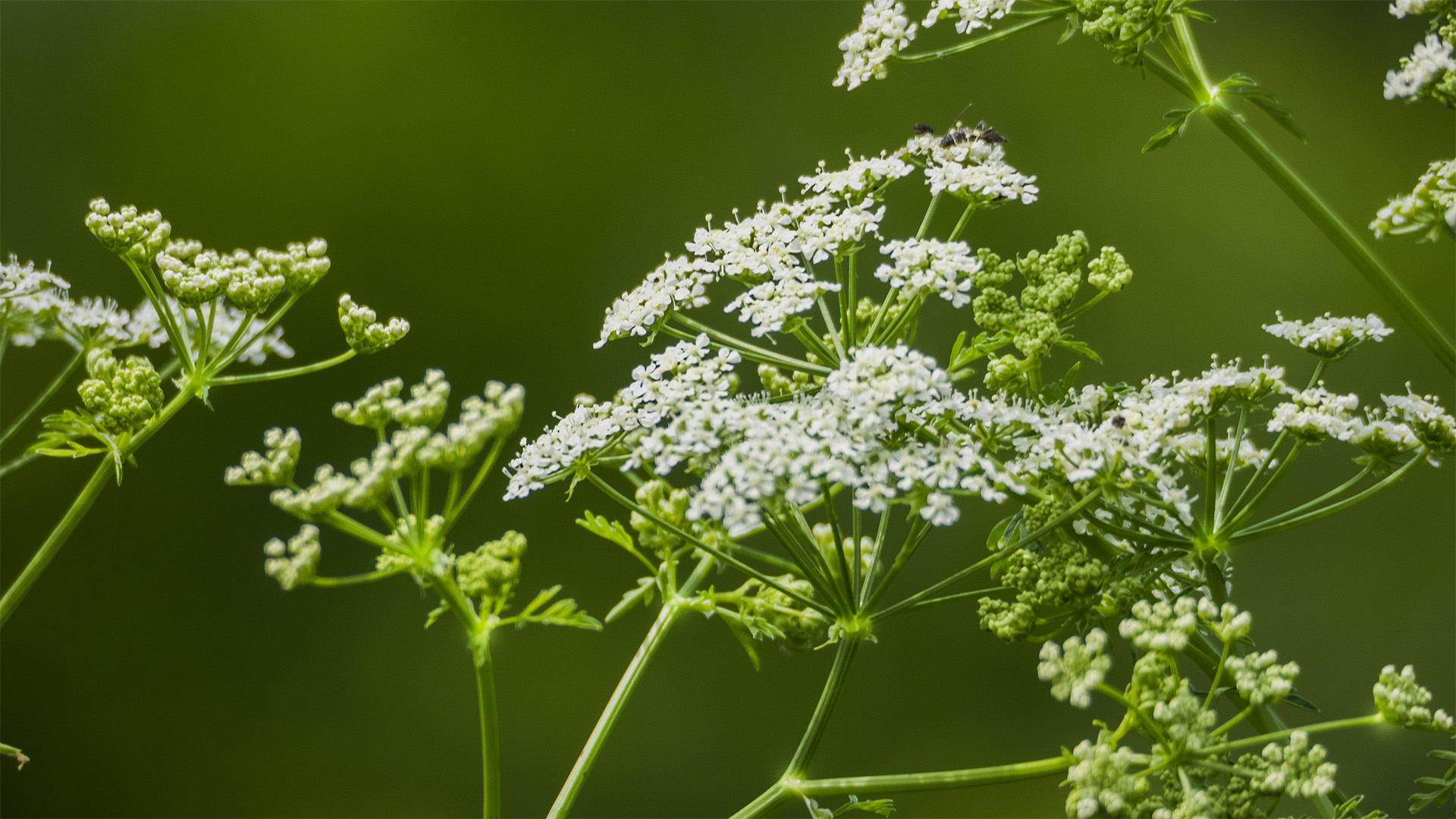Poison Hemlock Growing In Wichita Ks