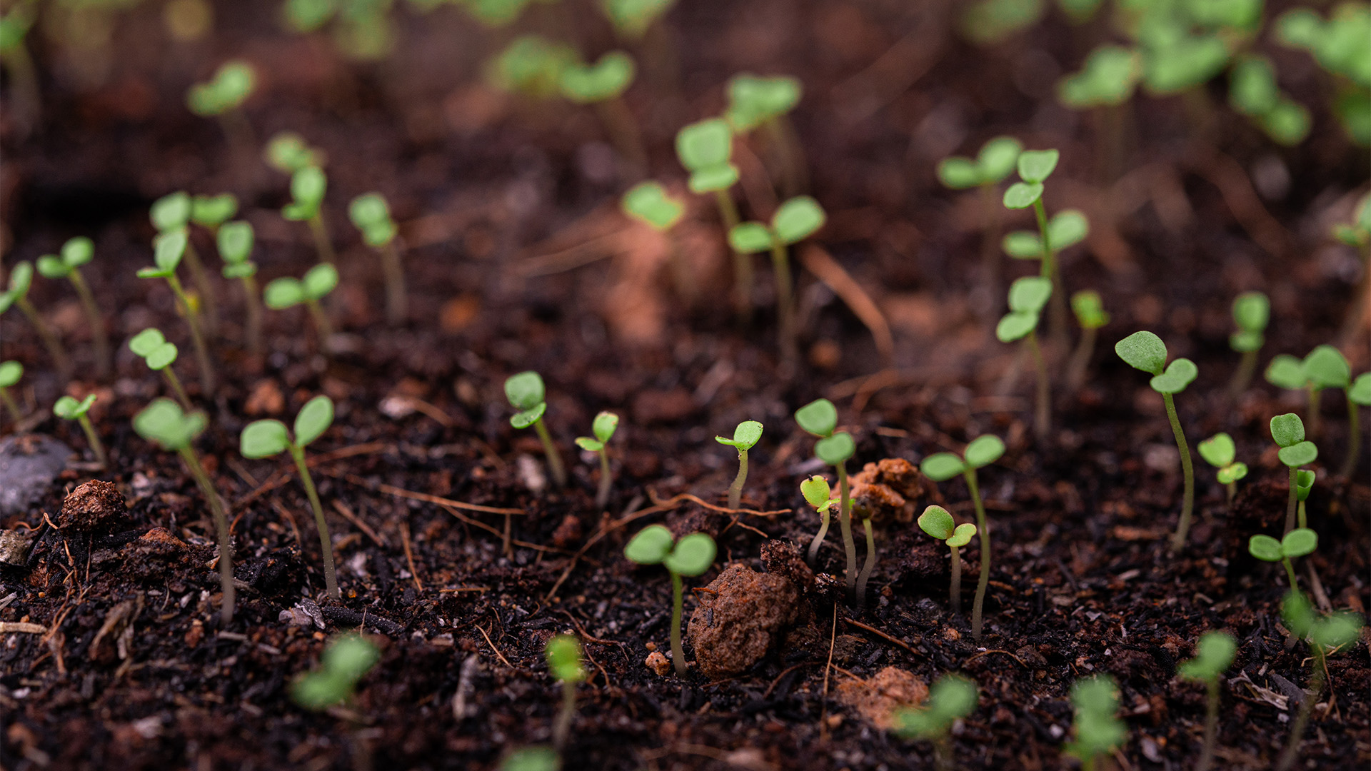 Dangerous Weed Seedlings Growing In Soil