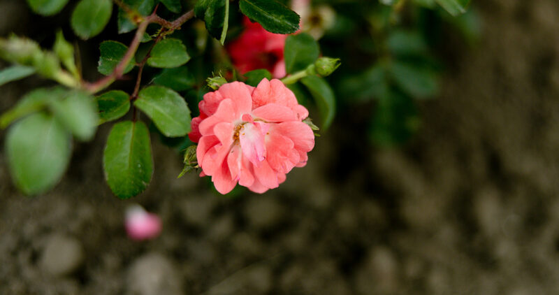 Elite Landscape Solutions