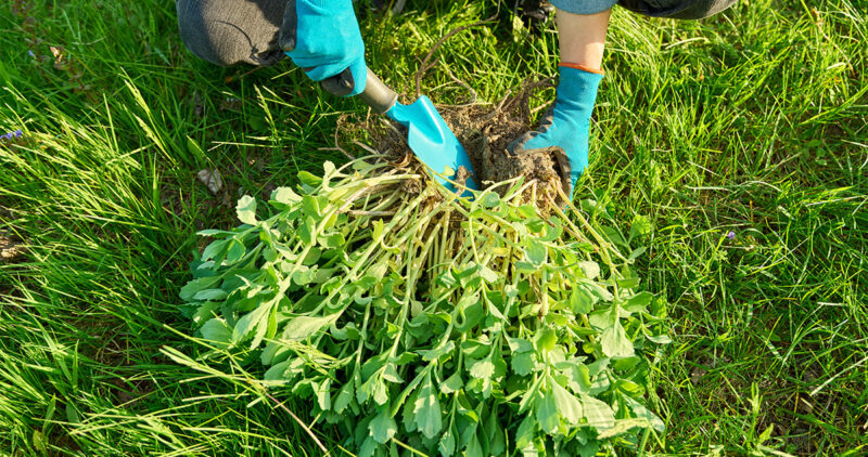 Homeowner Removing Dangerous Weeds In Wichita Ks