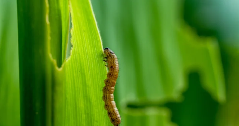 How To Prevent Armyworm Damage In Wichita Ks