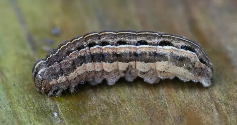 Fall Armyworm