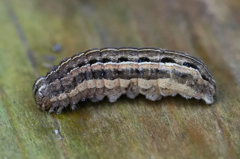 Fall Armyworm