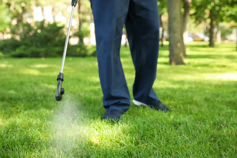Fall Armyworm Treatment Fall Armyworm Treatment