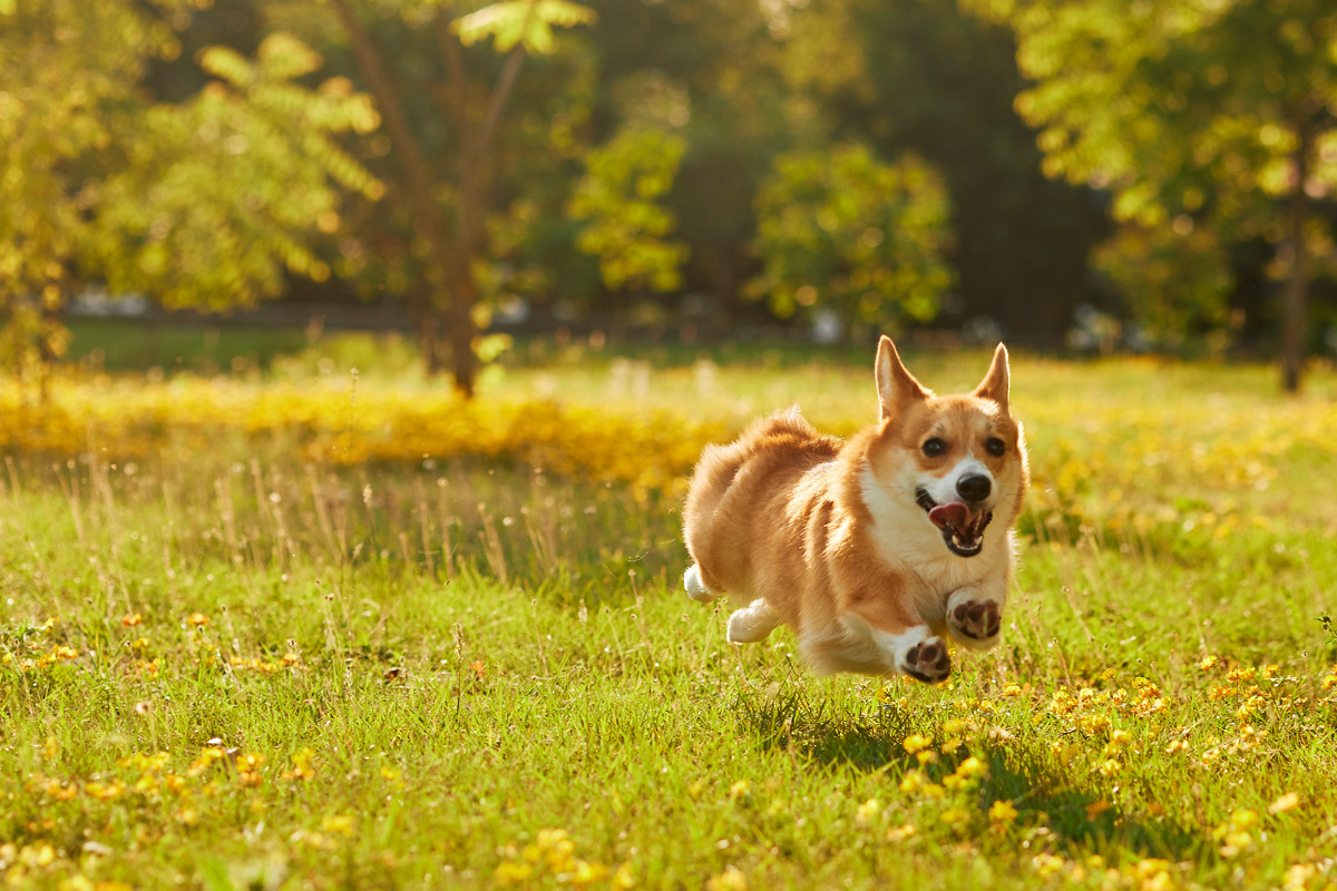 Corgi Dog Running Through Fall Lawn