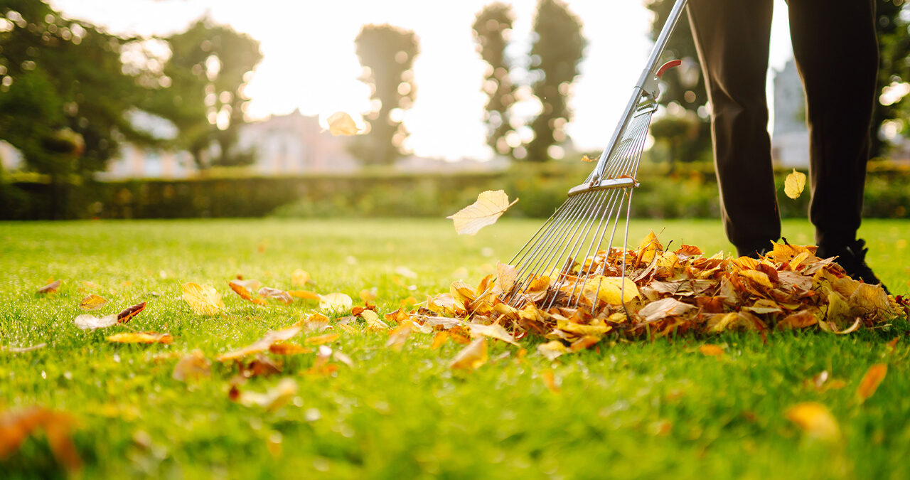 Person Raking Leaves On Lawn In Wichita Ks